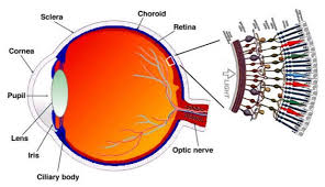 Retina Regeneration - Anatomy of The Human Retina 